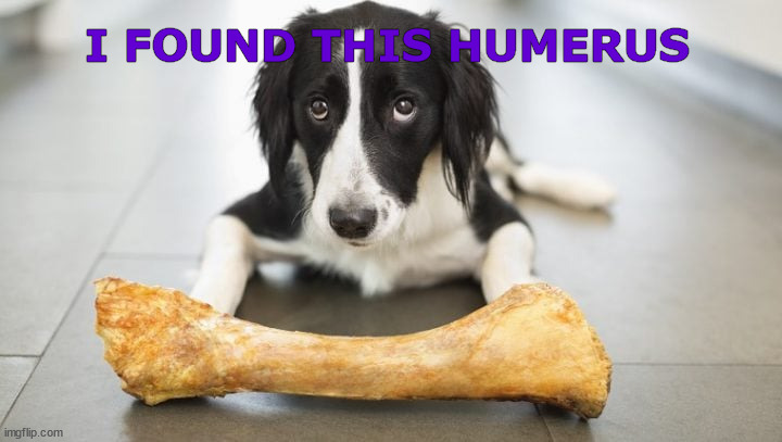 I Found This Humerus | image tagged in dog,dogs,humerous,humorous,bones,memes | made w/ Imgflip meme maker