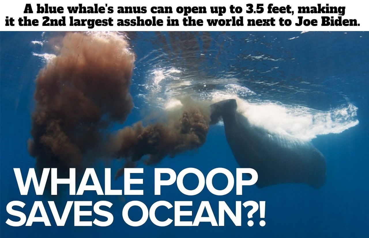 Meet the world's second largest asshole. | image tagged in blue whale,prepare your anus,uranus,creepy joe biden,assholes,assholes unanimous | made w/ Imgflip meme maker