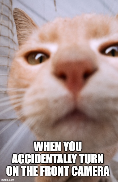 cat | WHEN YOU ACCIDENTALLY TURN ON THE FRONT CAMERA | image tagged in cute cat | made w/ Imgflip meme maker
