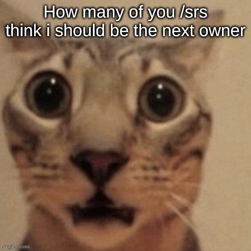 in shock | How many of you /srs think i should be the next owner | image tagged in in shock | made w/ Imgflip meme maker