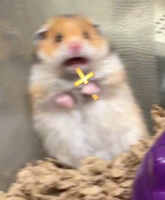 High Quality holy hampster Blank Meme Template