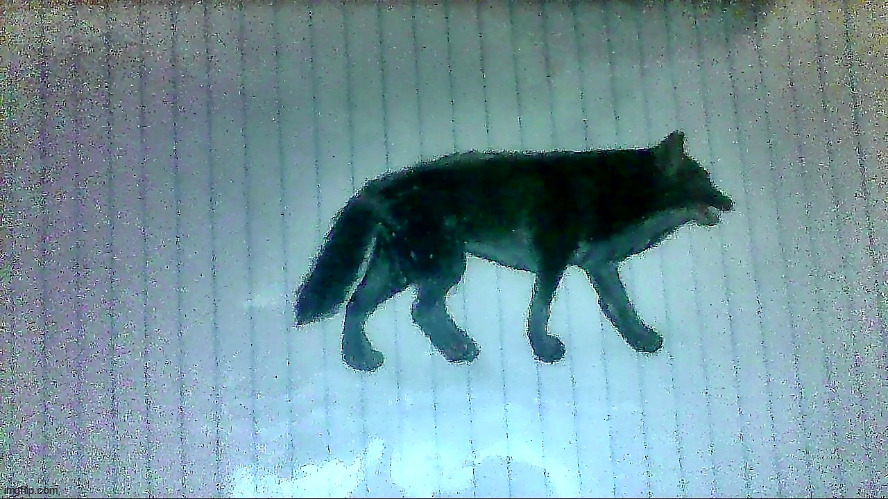 attempt at a wolf (I'll get a new camera as soon as I can) | made w/ Imgflip meme maker