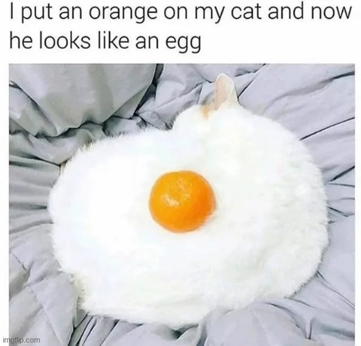 Don't be fooled | image tagged in cats,memes,animals,cute,funny,funny memes | made w/ Imgflip meme maker