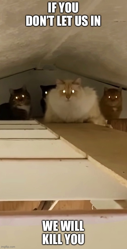 Council of cats aproves | IF YOU DON’T LET US IN WE WILL KILL YOU | image tagged in council of cats aproves | made w/ Imgflip meme maker