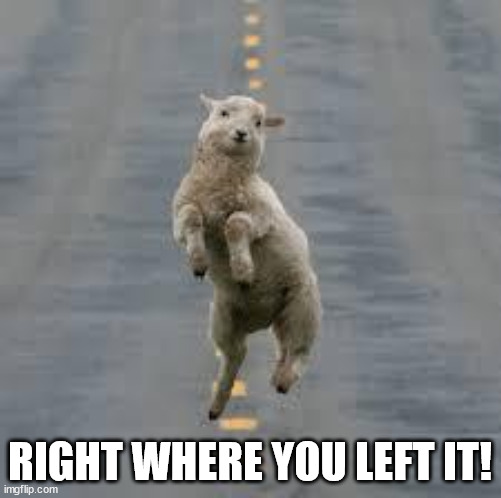 dancing sheep | RIGHT WHERE YOU LEFT IT! | image tagged in dancing sheep | made w/ Imgflip meme maker