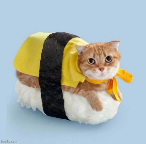 Cat Sushi | image tagged in cat sushi | made w/ Imgflip meme maker