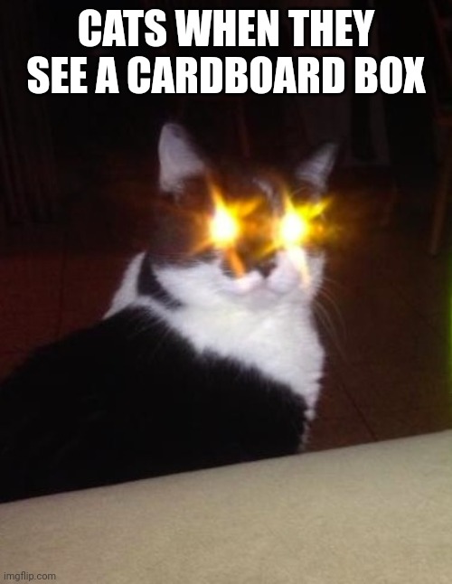 target aquired | CATS WHEN THEY SEE A CARDBOARD BOX | image tagged in target aquired | made w/ Imgflip meme maker