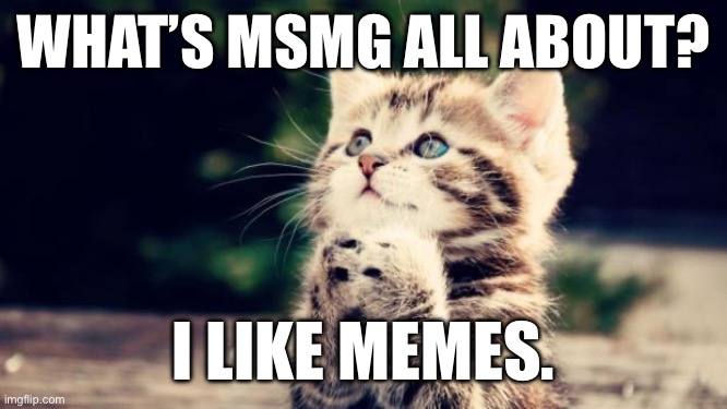 Cute kitten | WHAT’S MSMG ALL ABOUT? I LIKE MEMES. | image tagged in cute kitten | made w/ Imgflip meme maker