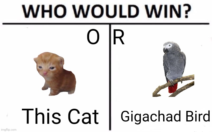 Vote for this cat by upvotting, vote for gigachad bird by leaving a comment! | O; R; Gigachad Bird; This Cat | image tagged in memes,who would win | made w/ Imgflip meme maker