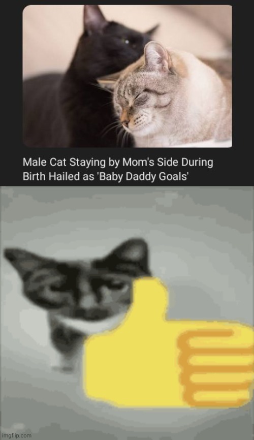 Baby daddy goals | image tagged in cat thumbs up,cats,cat,birth,memes,wholesome 100 | made w/ Imgflip meme maker