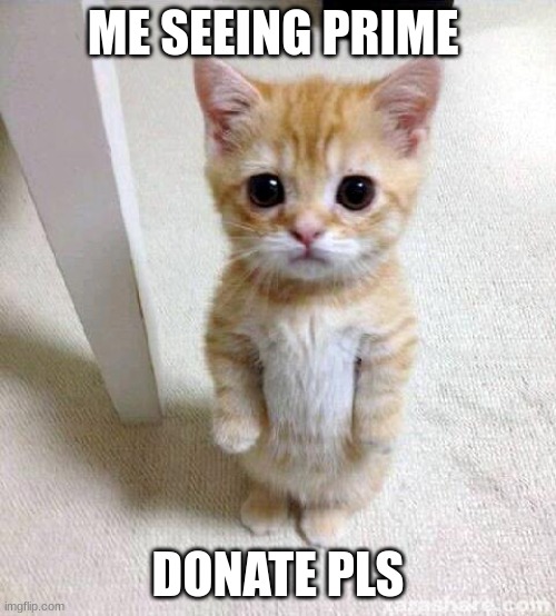 Pls can me have sum prime | ME SEEING PRIME; DONATE PLS | image tagged in memes,cute cat,funny,funny memes,cats,prime | made w/ Imgflip meme maker