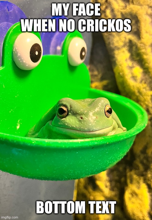 Done with it frog | MY FACE WHEN NO CRICKOS; BOTTOM TEXT | image tagged in done with it frog | made w/ Imgflip meme maker