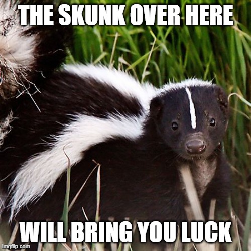 skunk | THE SKUNK OVER HERE; WILL BRING YOU LUCK | image tagged in skunk | made w/ Imgflip meme maker