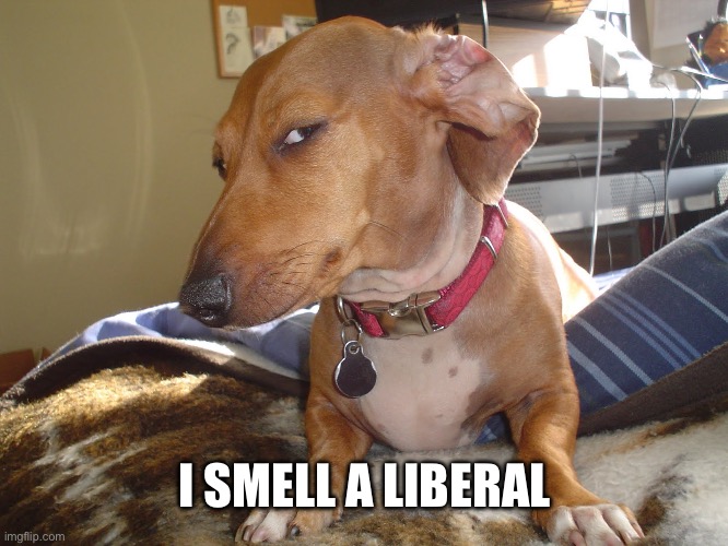 Suspicious Dog | I SMELL A LIBERAL | image tagged in suspicious dog | made w/ Imgflip meme maker
