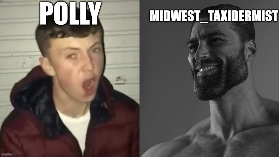 average fan vs average enjoyer | POLLY; MIDWEST_TAXIDERMIST | image tagged in average fan vs average enjoyer | made w/ Imgflip meme maker