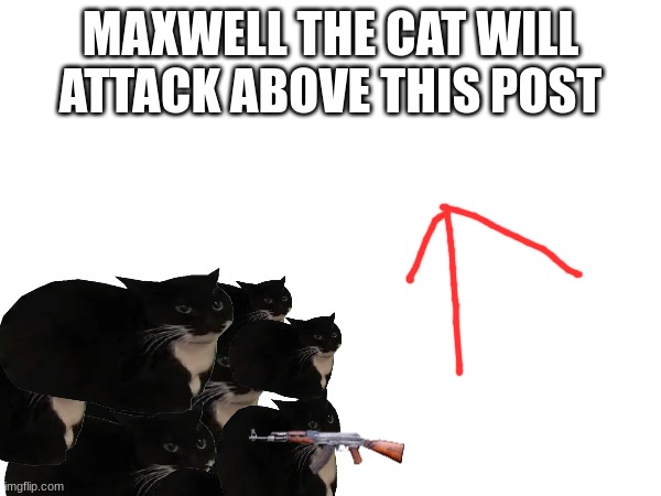 MAXWELL THE CAT WILL ATTACK ABOVE THIS POST | made w/ Imgflip meme maker