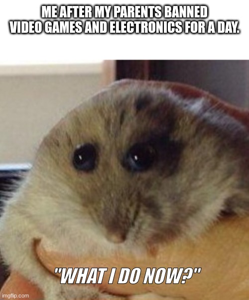 hampter | ME AFTER MY PARENTS BANNED VIDEO GAMES AND ELECTRONICS FOR A DAY. "WHAT I DO NOW?" | image tagged in hampter | made w/ Imgflip meme maker