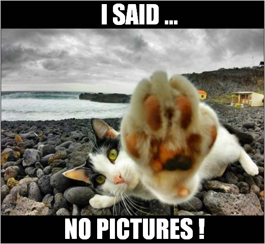 Camera Shy Cat ! | I SAID ... NO PICTURES ! | image tagged in cats,camera,shy | made w/ Imgflip meme maker