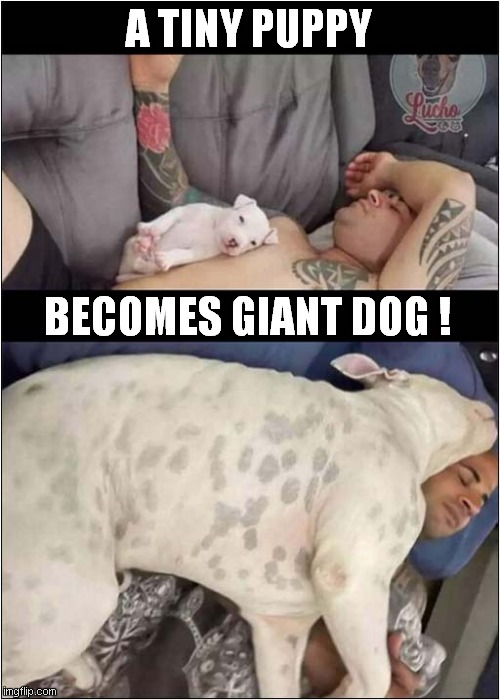 As Time Goes By ... | A TINY PUPPY; BECOMES GIANT DOG ! | image tagged in dogs,growing up | made w/ Imgflip meme maker