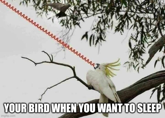Sleep is a lie | YOUR BIRD WHEN YOU WANT TO SLEEP | image tagged in screaming bird | made w/ Imgflip meme maker