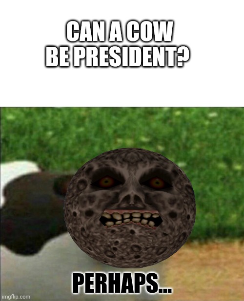 Perhaps cow | CAN A COW BE PRESIDENT? PERHAPS... | image tagged in perhaps cow,stop it get some help | made w/ Imgflip meme maker