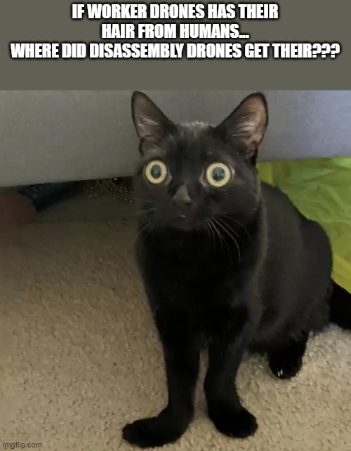 where??? | IF WORKER DRONES HAS THEIR HAIR FROM HUMANS...
WHERE DID DISASSEMBLY DRONES GET THEIR??? | image tagged in black cat oh no v2,murder drones,visible confusion,weird,confused | made w/ Imgflip meme maker