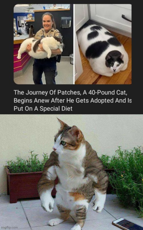 40 lb cat | image tagged in buff cat,cats,cat,memes,diet,adopted | made w/ Imgflip meme maker