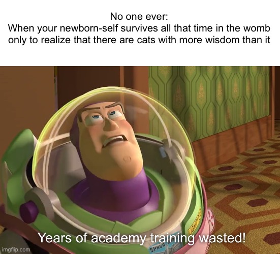Interesting concept… | No one ever:
When your newborn-self survives all that time in the womb
only to realize that there are cats with more wisdom than it | image tagged in years of academy training wasted,memes | made w/ Imgflip meme maker