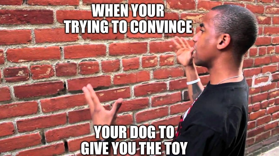 Talking to wall | WHEN YOUR TRYING TO CONVINCE; YOUR DOG TO GIVE YOU THE TOY | image tagged in talking to wall | made w/ Imgflip meme maker