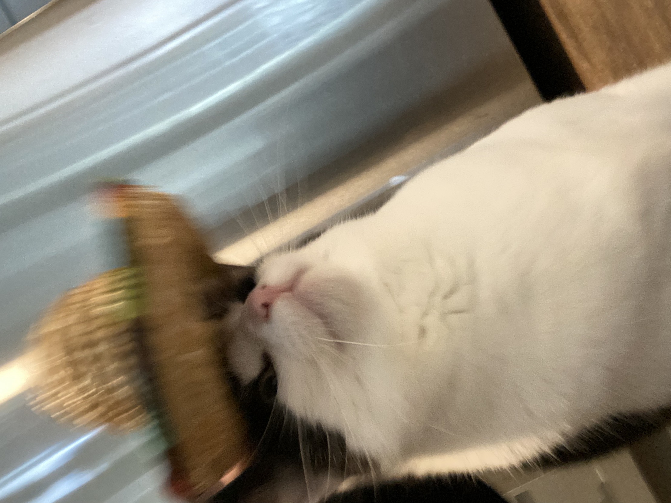 High Quality Margarita cat Blank Meme Template