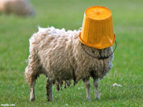 Sheepish | image tagged in sheepish | made w/ Imgflip meme maker