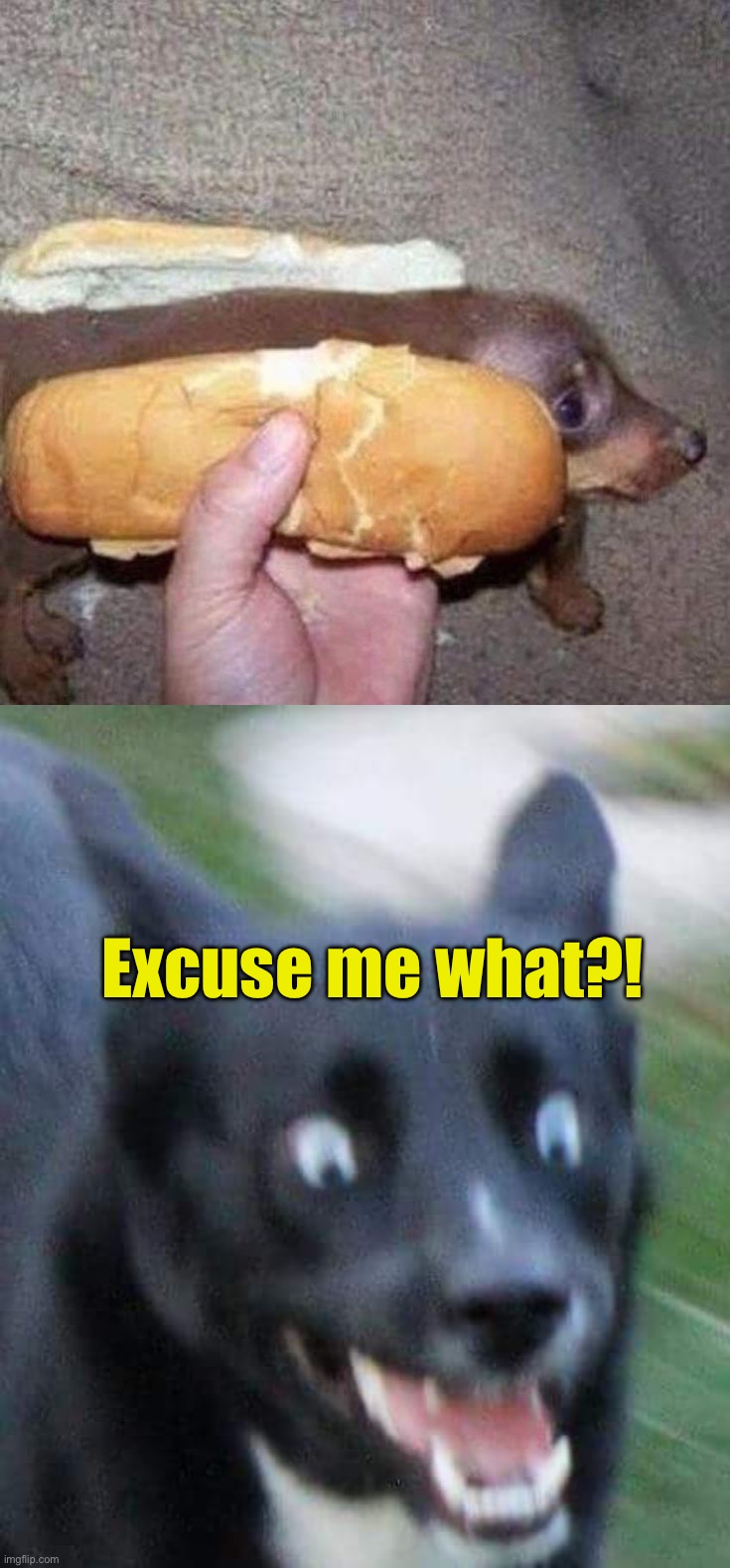 Hot-dog | Excuse me what?! | image tagged in scared doggo,memes,funny,cursed image | made w/ Imgflip meme maker