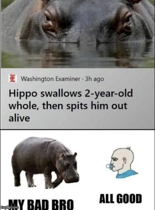 Hippo lmao | image tagged in hippo,upvote | made w/ Imgflip meme maker