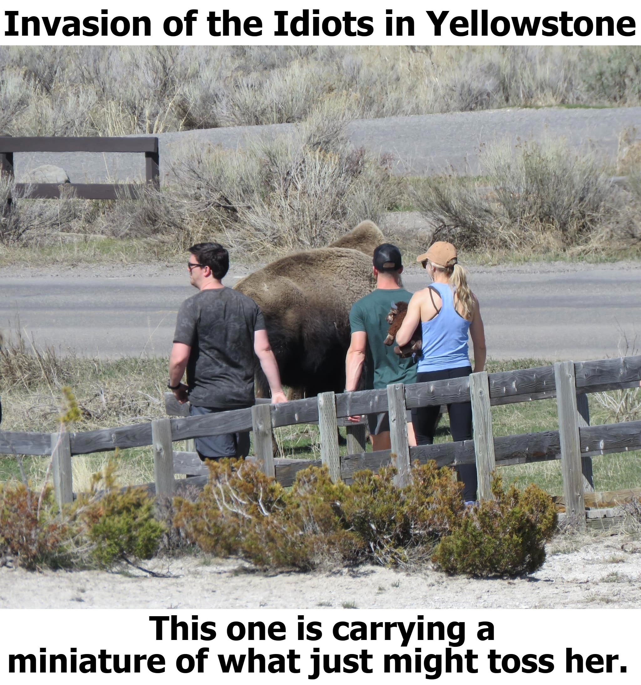 Invasion of the Idiots in Yellowstone | image tagged in idiots out wandering around,iowa,stupid,special kind of stupid,city dwellers,never go full retard | made w/ Imgflip meme maker
