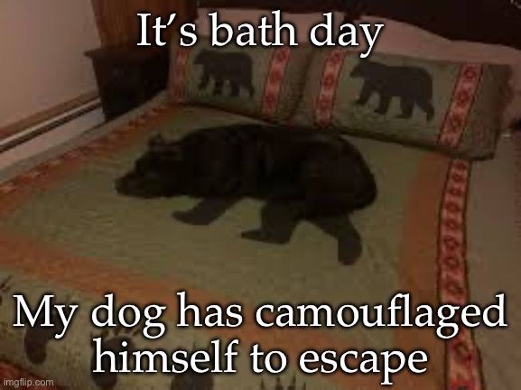 Camouflaged dog | It’s bath day; My dog has camouflaged himself to escape | image tagged in camouflage,dog,bath,hiding,you can't see me | made w/ Imgflip meme maker