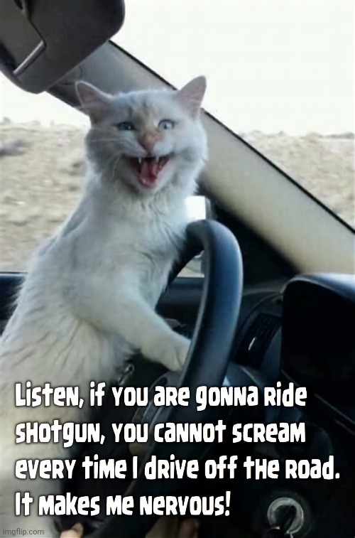 Driving Kitty | image tagged in cats,driving | made w/ Imgflip meme maker