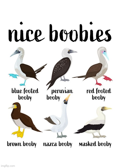 Nice boobies | image tagged in booby,boobies,birds,bird,animals,tifflamemez | made w/ Imgflip meme maker