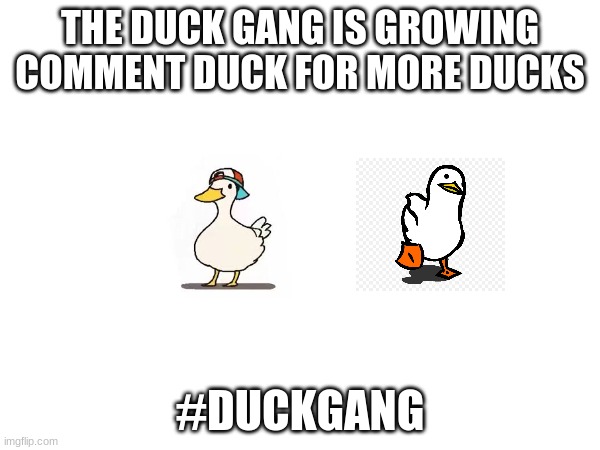 THE DUCK GANG IS GROWING COMMENT DUCK FOR MORE DUCKS; #DUCKGANG | image tagged in ducks | made w/ Imgflip meme maker