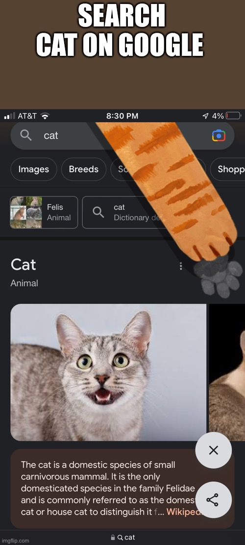 SEARCH CAT ON GOOGLE | made w/ Imgflip meme maker