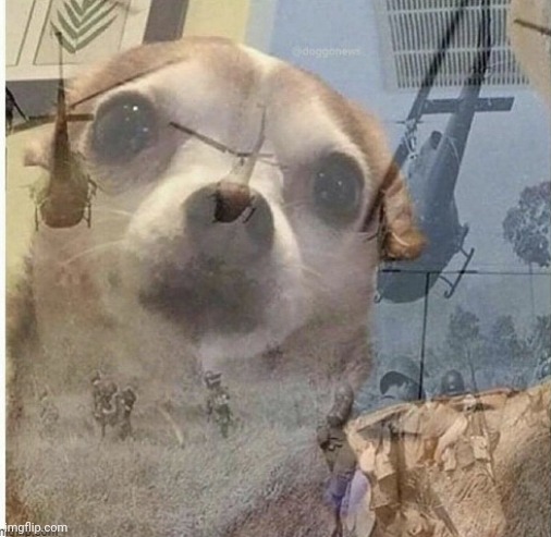 WAR MEMORIES CHIHUAHUA | image tagged in war memories chihuahua | made w/ Imgflip meme maker