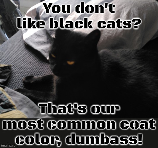 1/3 of cats. | You don't like black cats? That's our most common coat color, dumbass! | image tagged in scornful cat,superstition,pointless | made w/ Imgflip meme maker