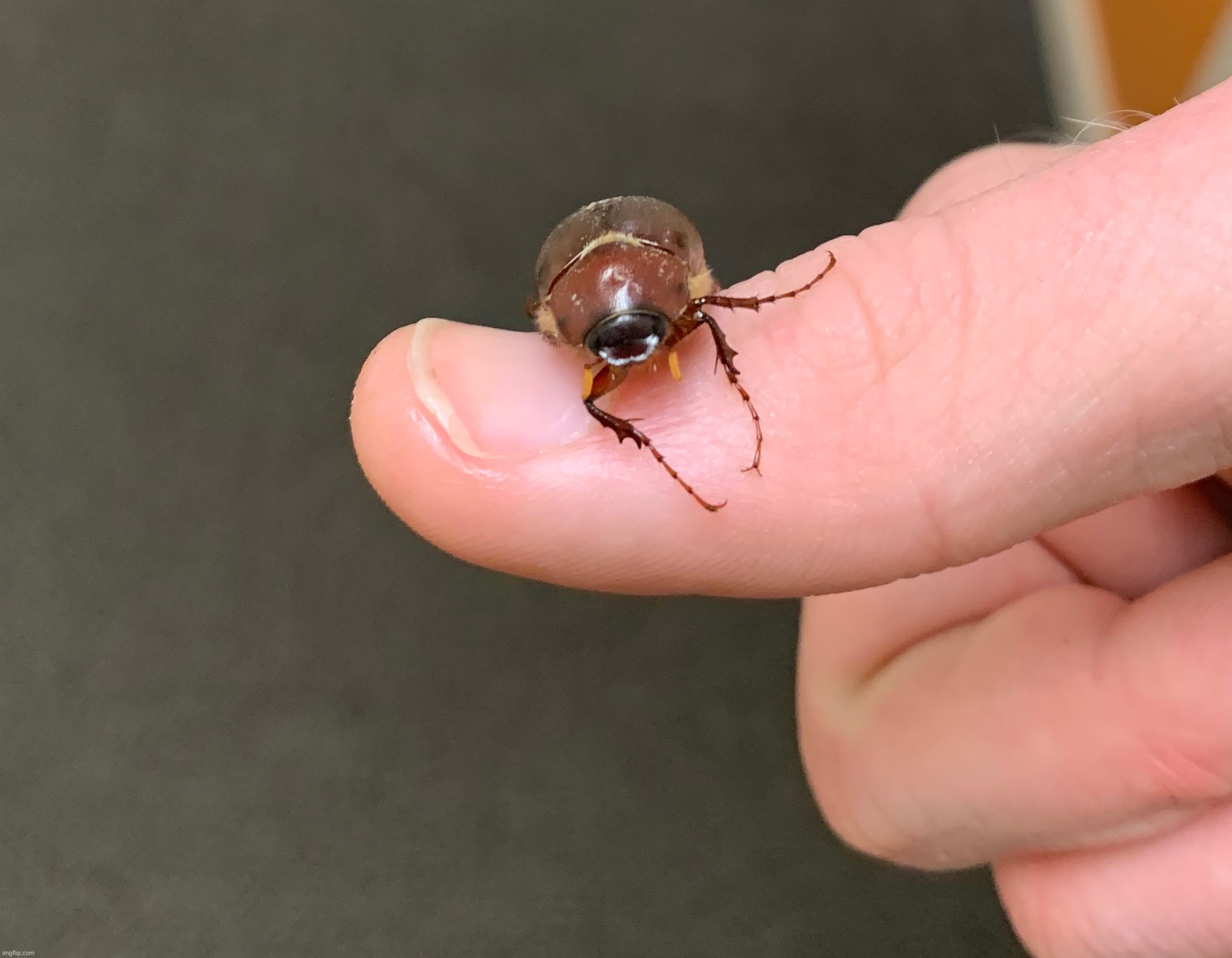 June beetle that is actually alive and not limp | made w/ Imgflip meme maker