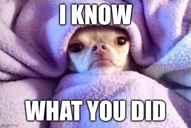 Dog cover by blanket | I KNOW; WHAT YOU DID | image tagged in dog cover by blanket | made w/ Imgflip meme maker