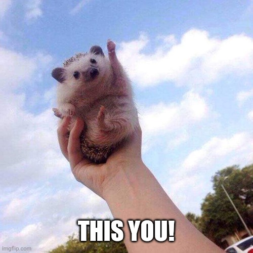 Motivational Hedgehog is Motivational | THIS YOU! | image tagged in motivational hedgehog is motivational | made w/ Imgflip meme maker