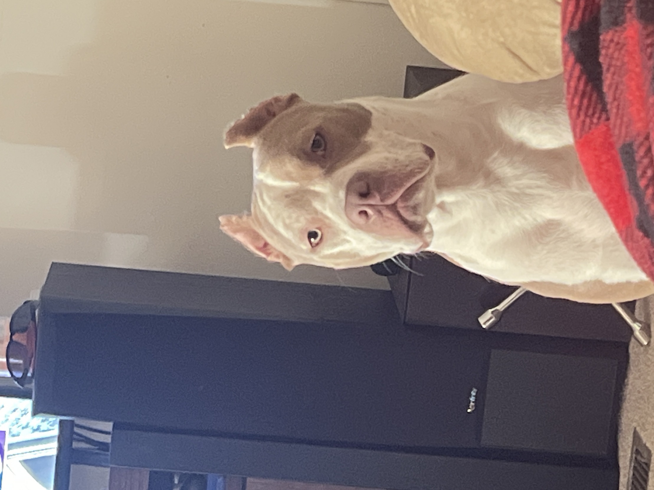 High Quality Throw Blank Meme Template