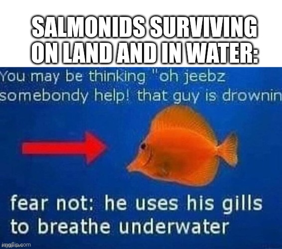 Fear not! | SALMONIDS SURVIVING ON LAND AND IN WATER: | image tagged in blank white template | made w/ Imgflip meme maker