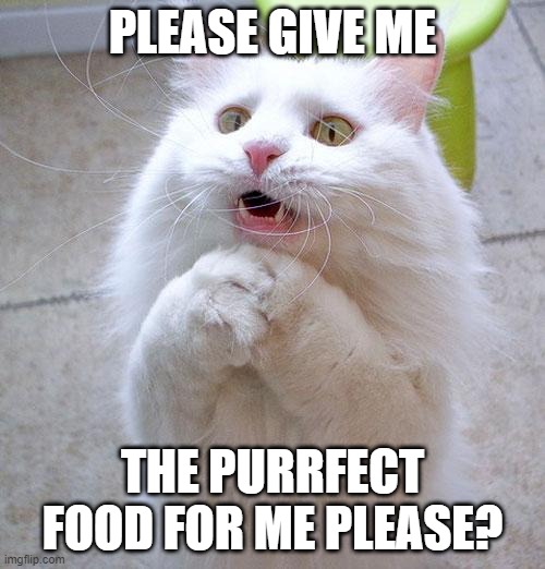 please give me the purrfect food for me please? | PLEASE GIVE ME; THE PURRFECT FOOD FOR ME PLEASE? | image tagged in cat,begging,food | made w/ Imgflip meme maker