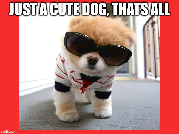 Seriously, just a cute dog | JUST A CUTE DOG, THATS ALL | image tagged in sunglasses,dog,wholesome | made w/ Imgflip meme maker