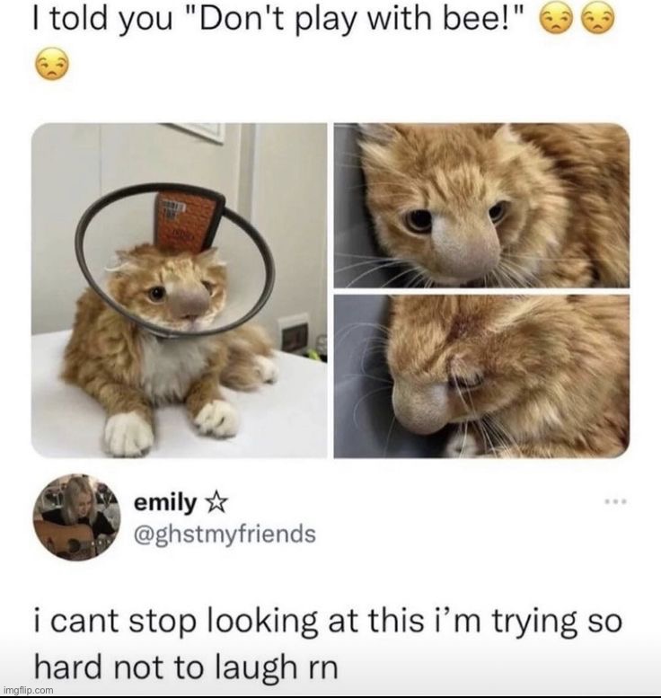 Not-so cute cat - Imgflip