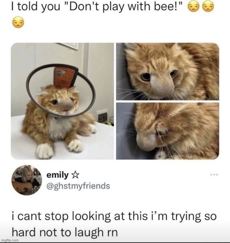 cats good looking Memes & GIFs - Imgflip